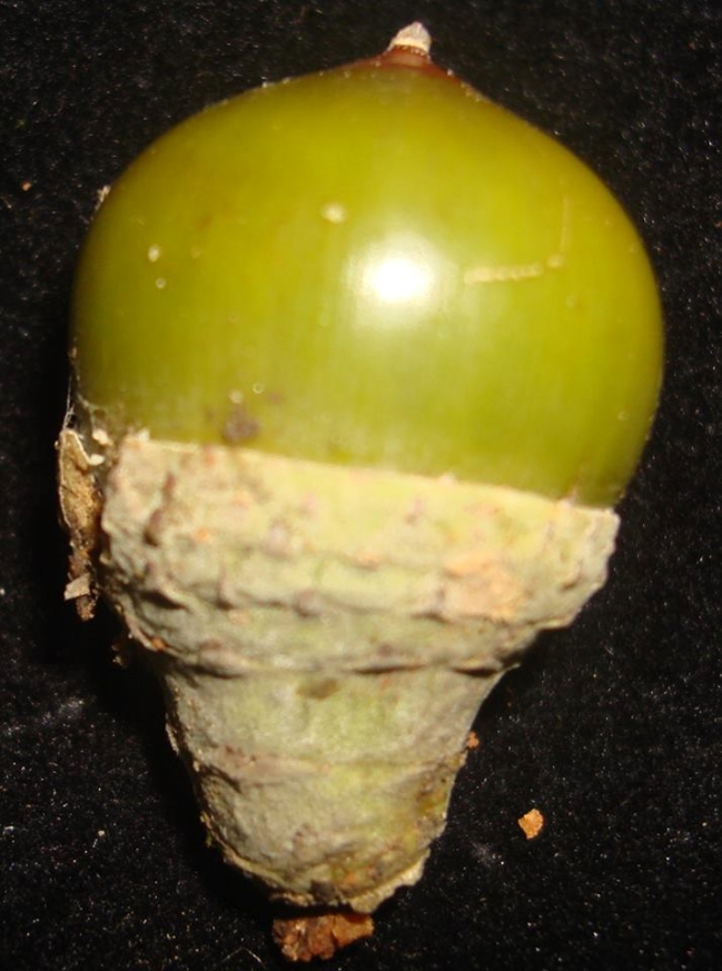 Phát[-]hiện[-]loài[-]thực[-]vật[-]mới[-]tại[-]Vườn[-]quốc[-]gia[-]Vũ[-]Quang